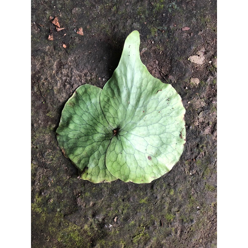 PLATYCERIUM WANDAE CABUTAN size Baby