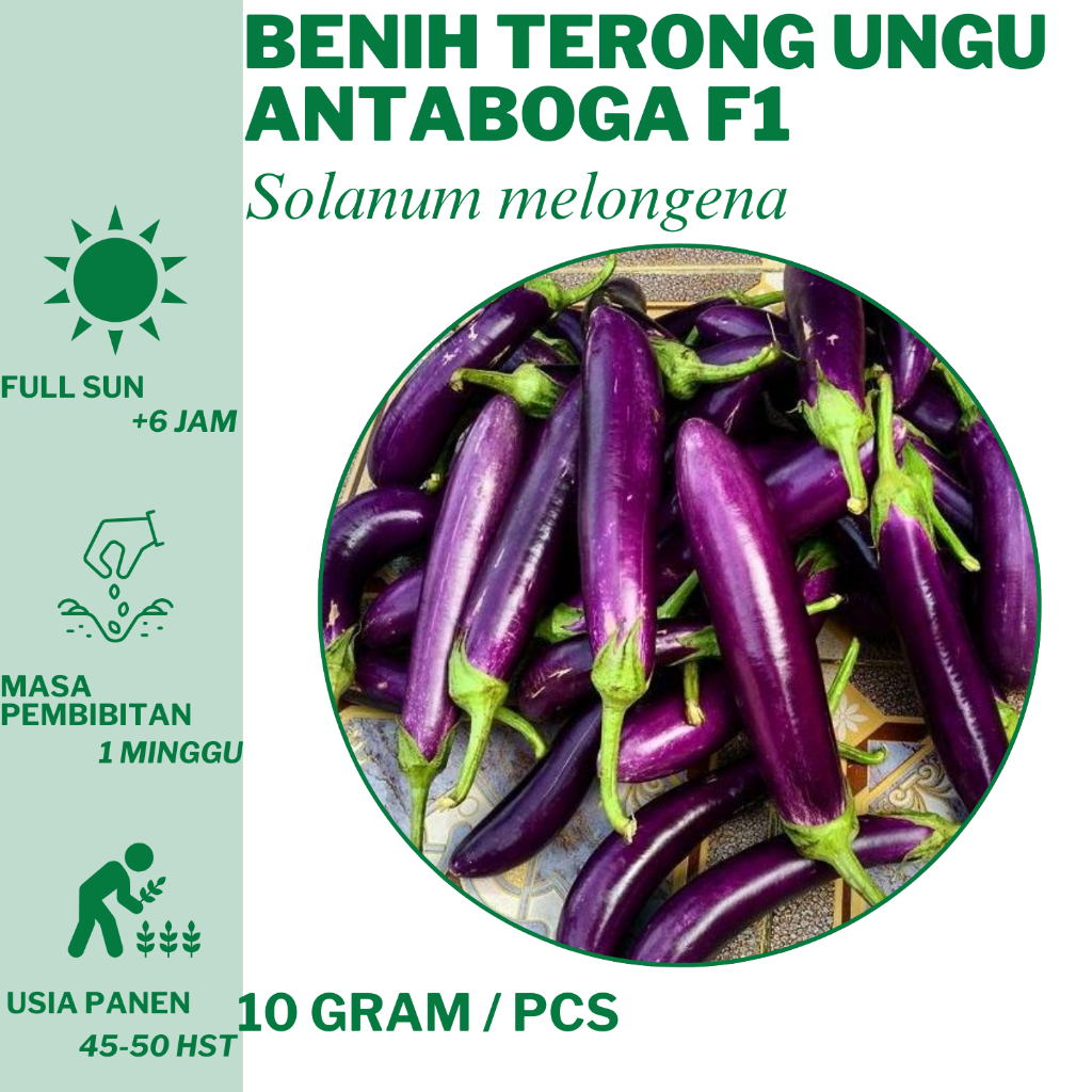 405 Benih Terong Ungu Antaboga F1 10 gram Cap Kapal Terbang  Bibit Unggulan Hidroponik Tanam