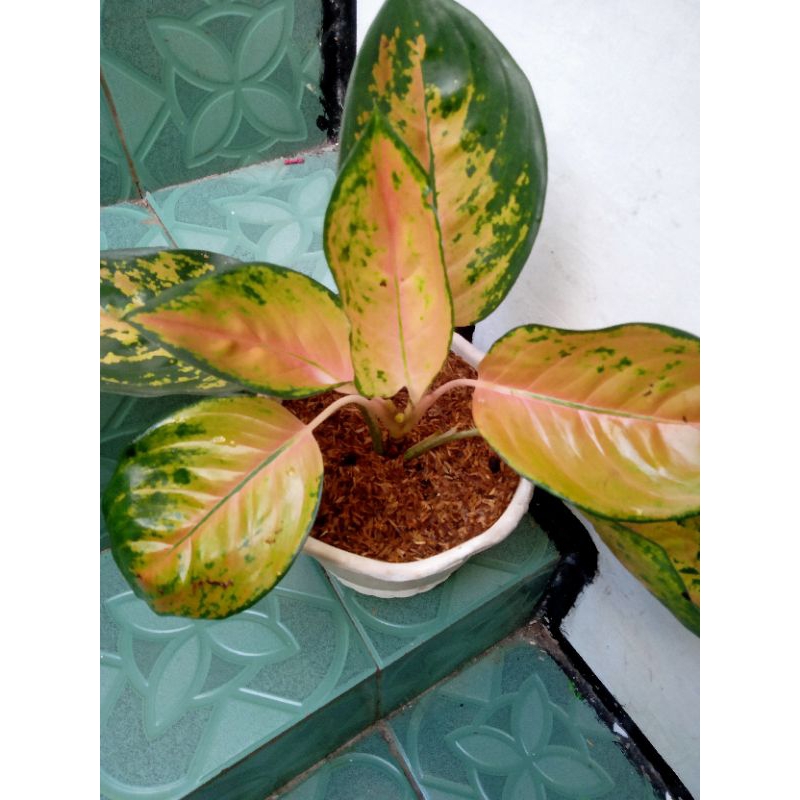 TANAMAN HIAS AGLONEMA SULTAN BRUNAI DEWASA