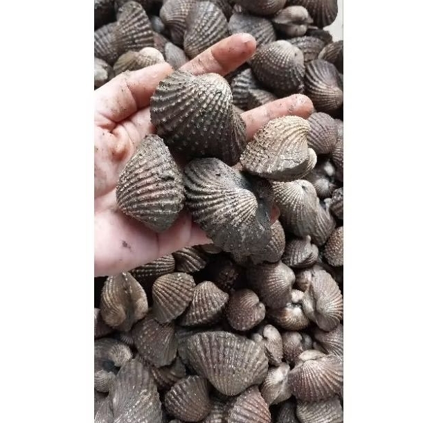 

PROMO KERANG DARA HIDUP
