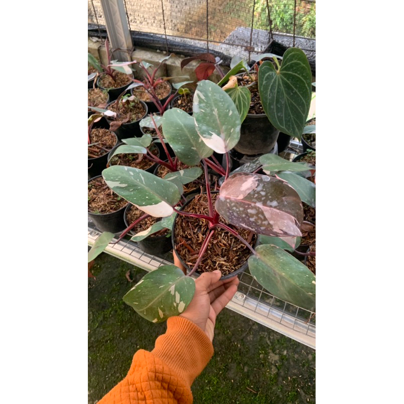 PHILO PINK PRINCES ORIGINAL 100%