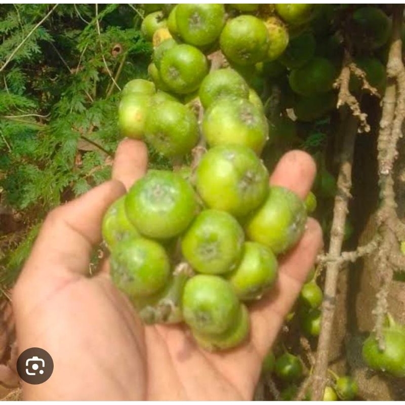 

Buah Awar Awar Luwing Segar 250 Gram Obat Herbal Tradisional Murah Baru Petik Fresh