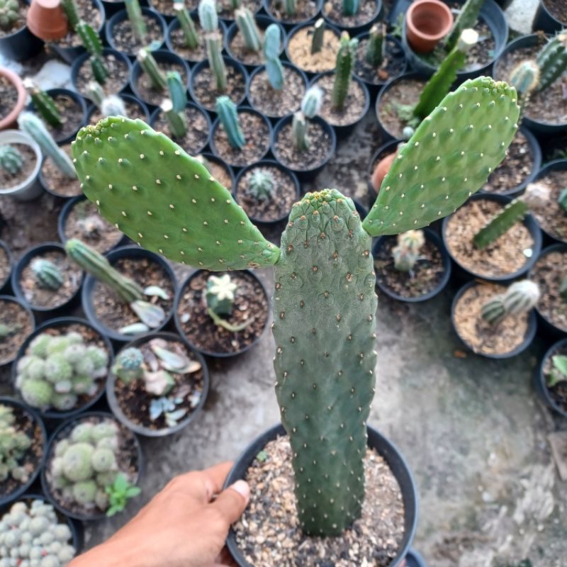 Kaktus Opuntia Consolea Unik Tidak Berduri
