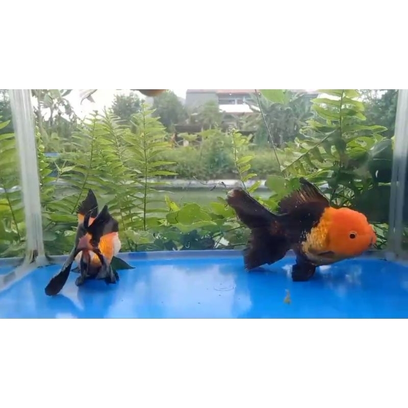 Ikan mas koki oranda Panda 3c solid