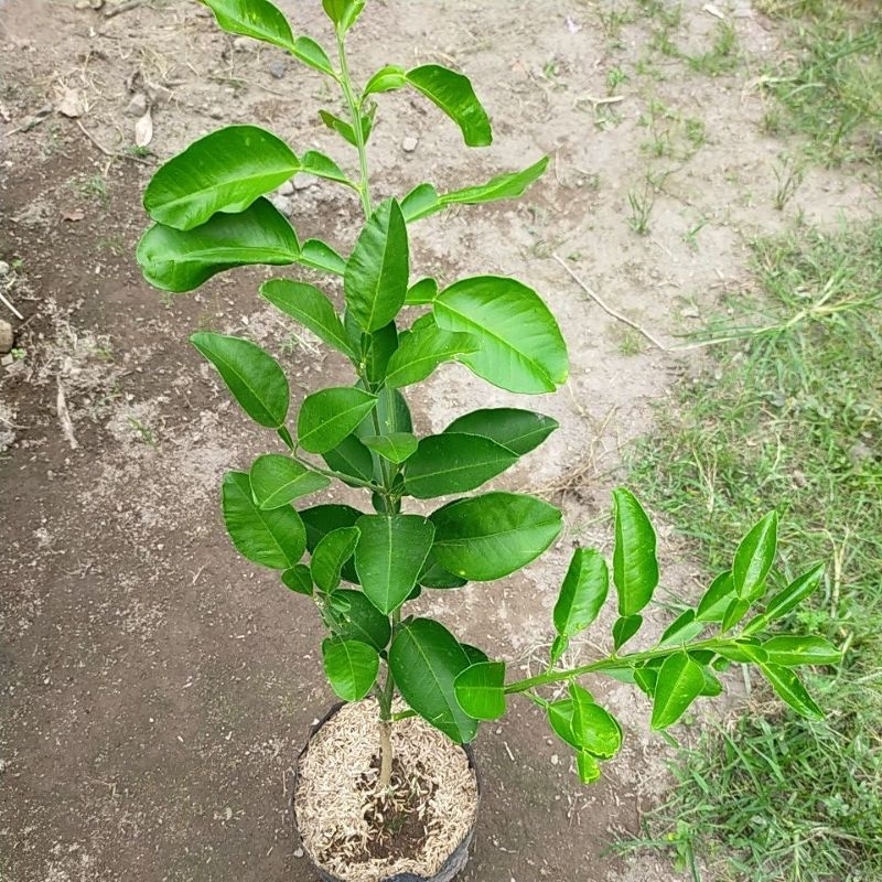 Bibit Tanaman Buah Jeruk Pamelo Madu Manis