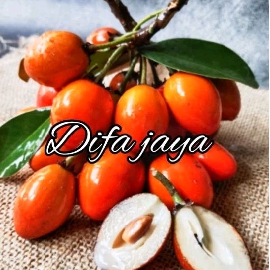 

Sawo Kecik 1 kg fresh buah sawo Kecik.