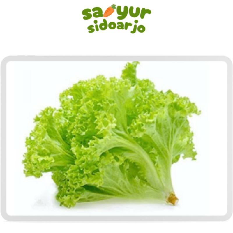 

Selada 250g sayursidoarjo