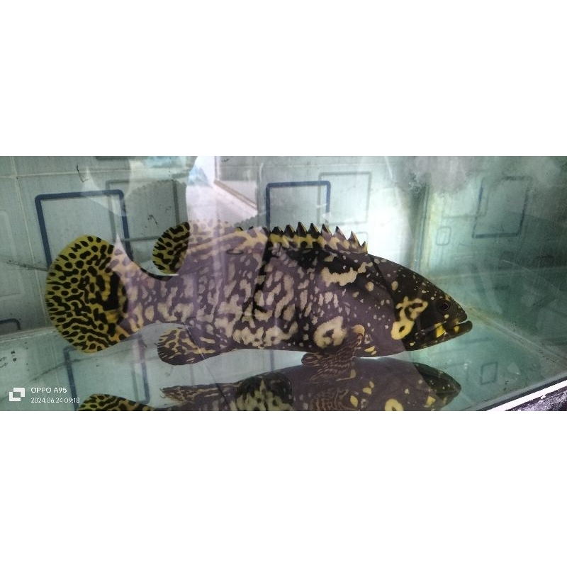 nota Bumblebee grouper