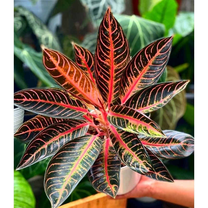 [bisa COD]Aglonema Pride Of Sumatra Tanaman Hias Bunga Aglaonema Murah Merah BUKAN bonggol bibit - t
