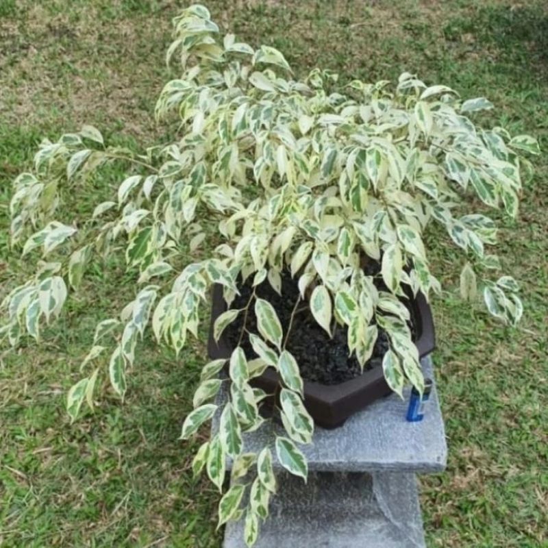 bahan bonsai tanaman hias beringin putih bercabang" beringin varigata
