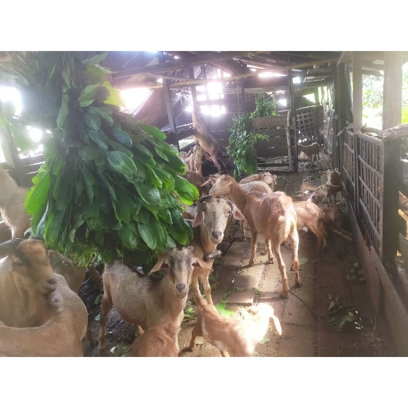 kambing kacang laki laki dan betina
