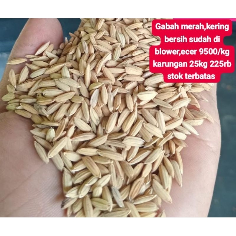 Gabah putih  untuk merpati Pos paket 5 kg
