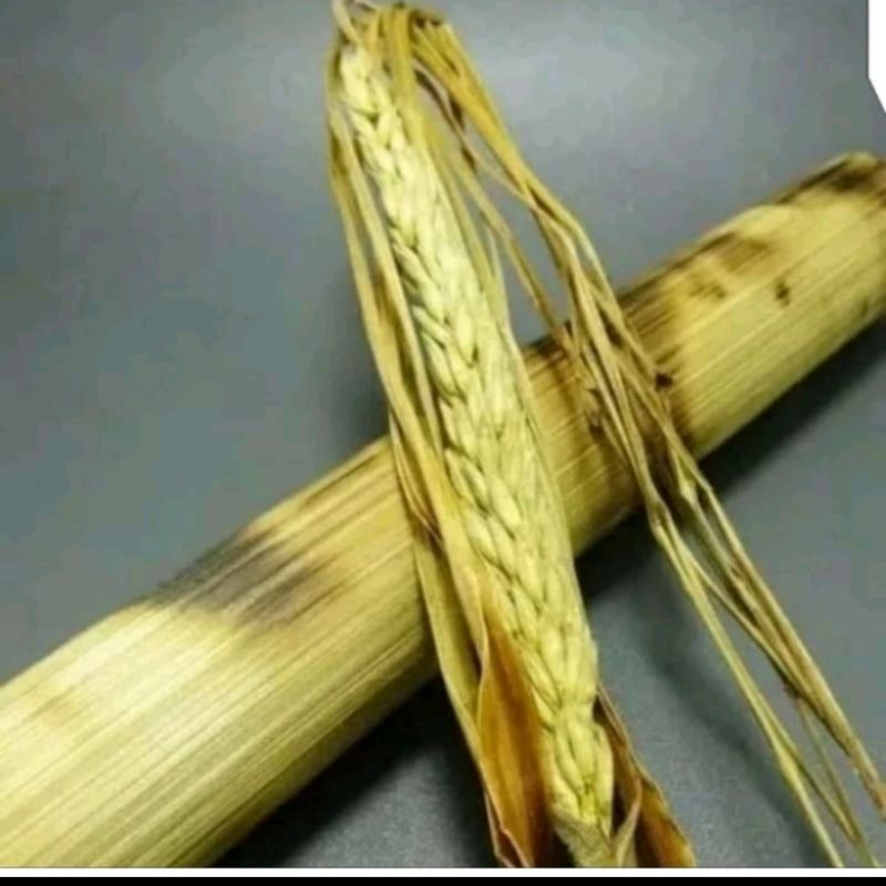 

kembang sereh tunggal lanang