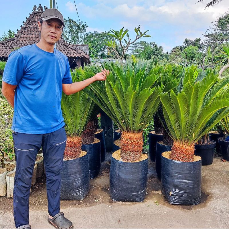 tanaman hias palem sikas pohon palem sikas batang besar tanaman sikas