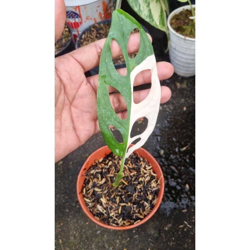 janbol variegata putih