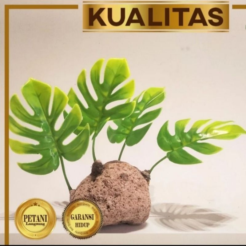 Paket 5 Tanaman Plastik Monstera Mini Hiasan Aquarium Aquascape Ikan Hias