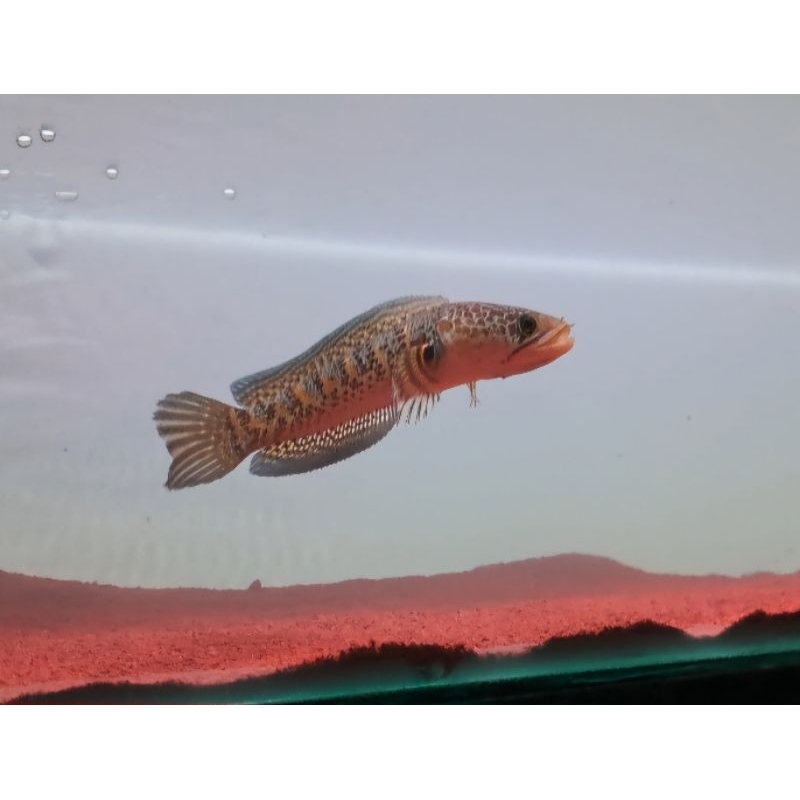 Chana auranti 10-12 single tank