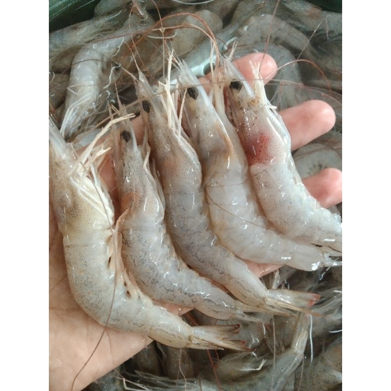 

udang peci