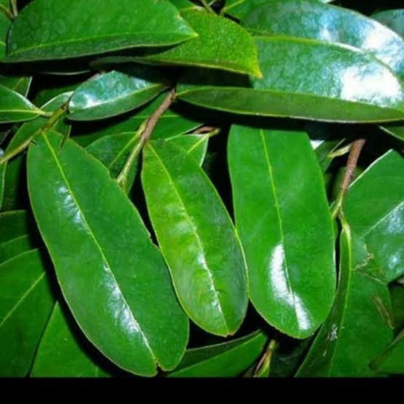 

DAUN SIRSAK || DAUN NANGKA WALANDA FRESH SEGAR LANGSUNG DARI POHON PER100 LEMBAR