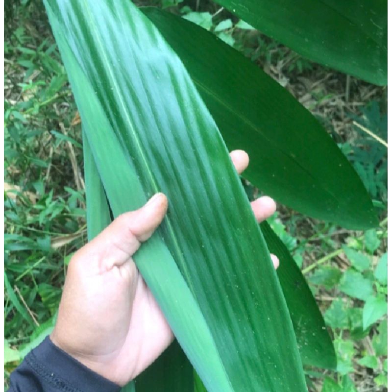 

Daun bambu fress 120 lembar
