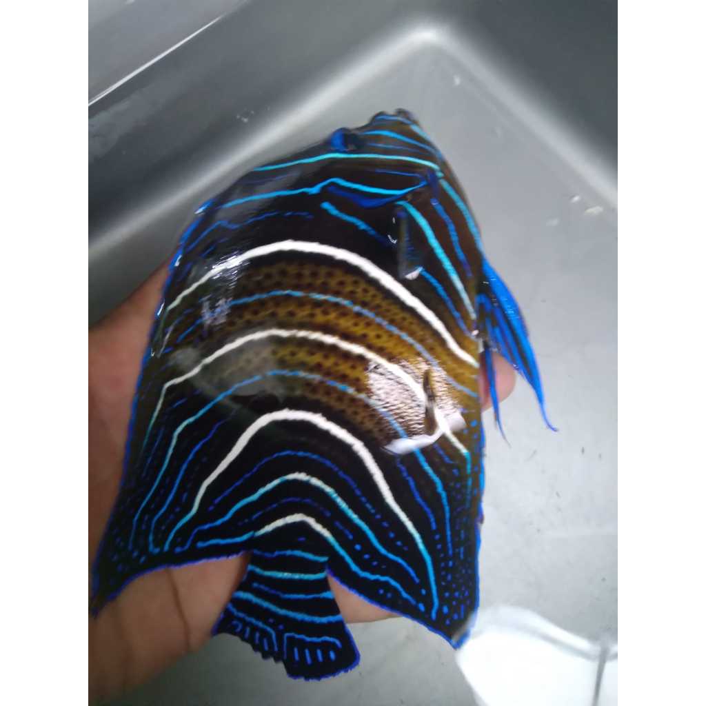 Angel KORAN - Koran Angelfish