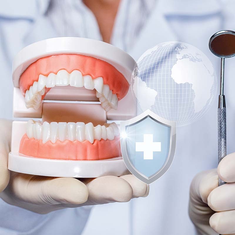 Model Gigi Edukasi Phantom Gigi Lepas Pasang Pvc Alat Peraga Gigi / Dental Model Study Gigi | Origin