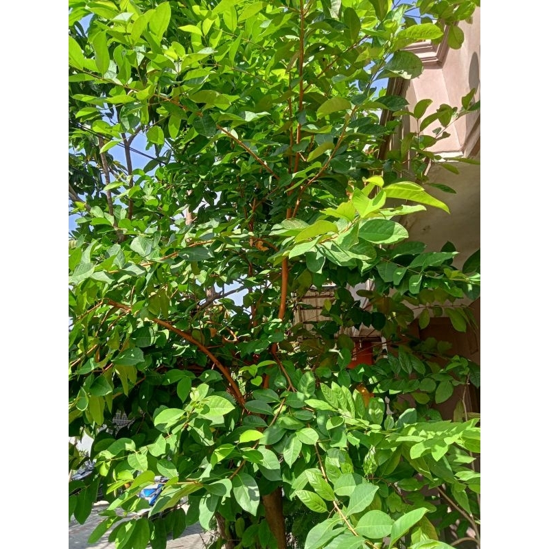 

Daun Salam Segar Per Biji / Tanaman Sendiri Fresh / Bumbu Masak