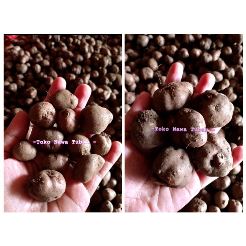 

kentang hitam, kentang bulu, kentang Sabrang,kleci 1kg