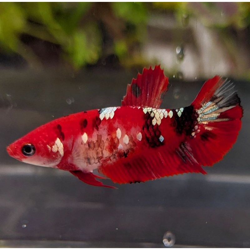 Female Red koi Cooper