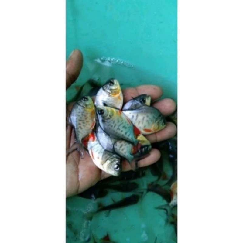 bibit ikan bawal