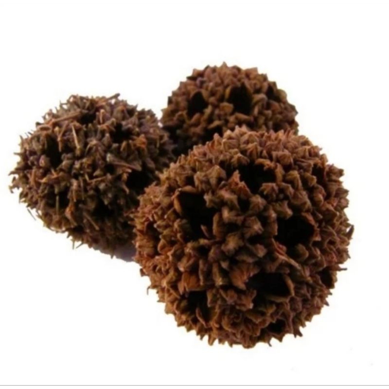 

600 G GR GRAM LU LU TONG 路路通 SWEET GUM FRUIT LIQUIDAMBARIS BLISTED STAR