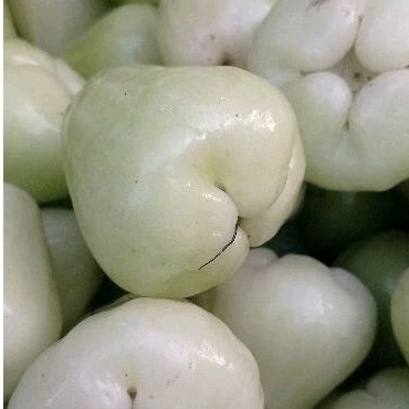

Buah Jambu air
