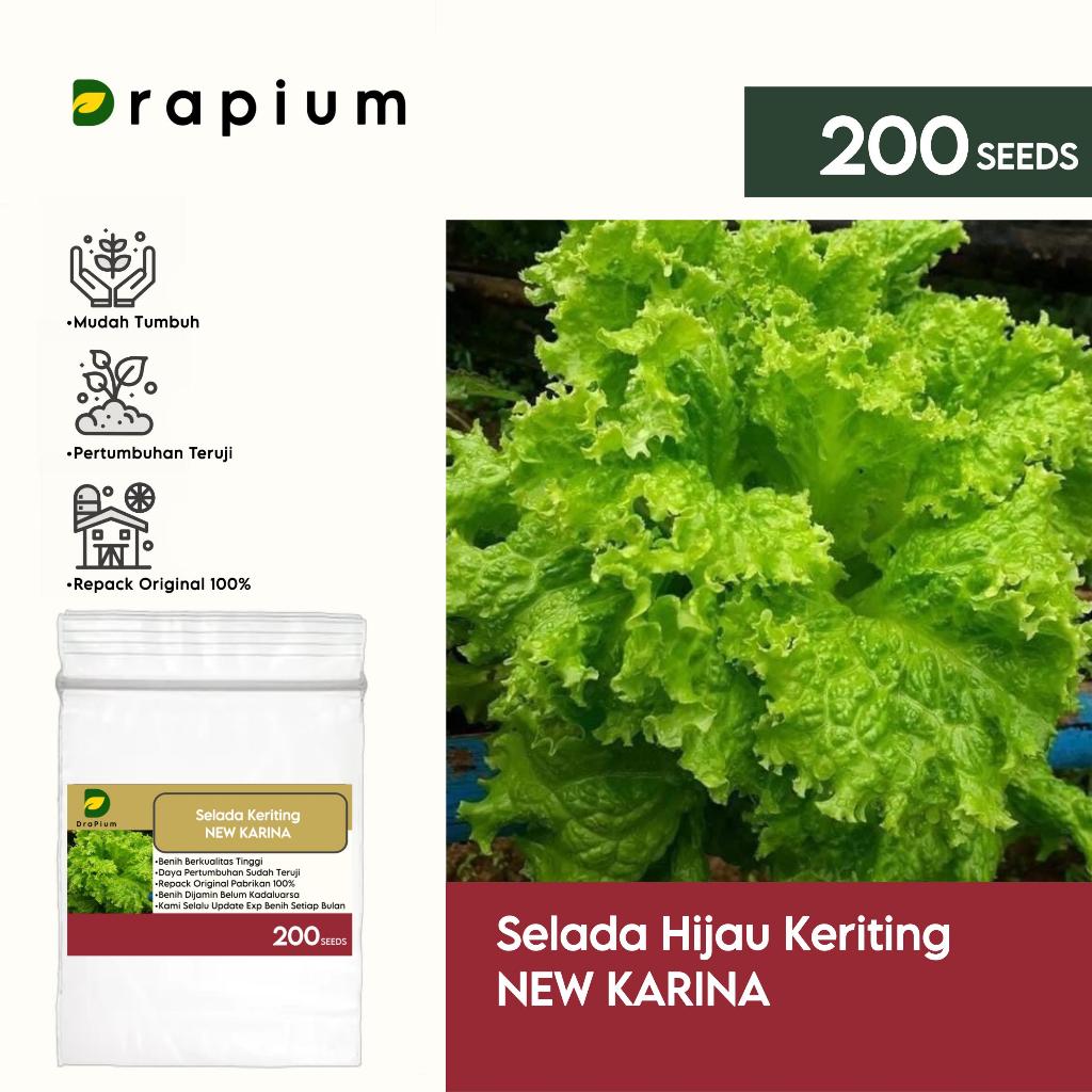 200 Butir Benih Selada Keriting Hijau New Karina - New Day Seed