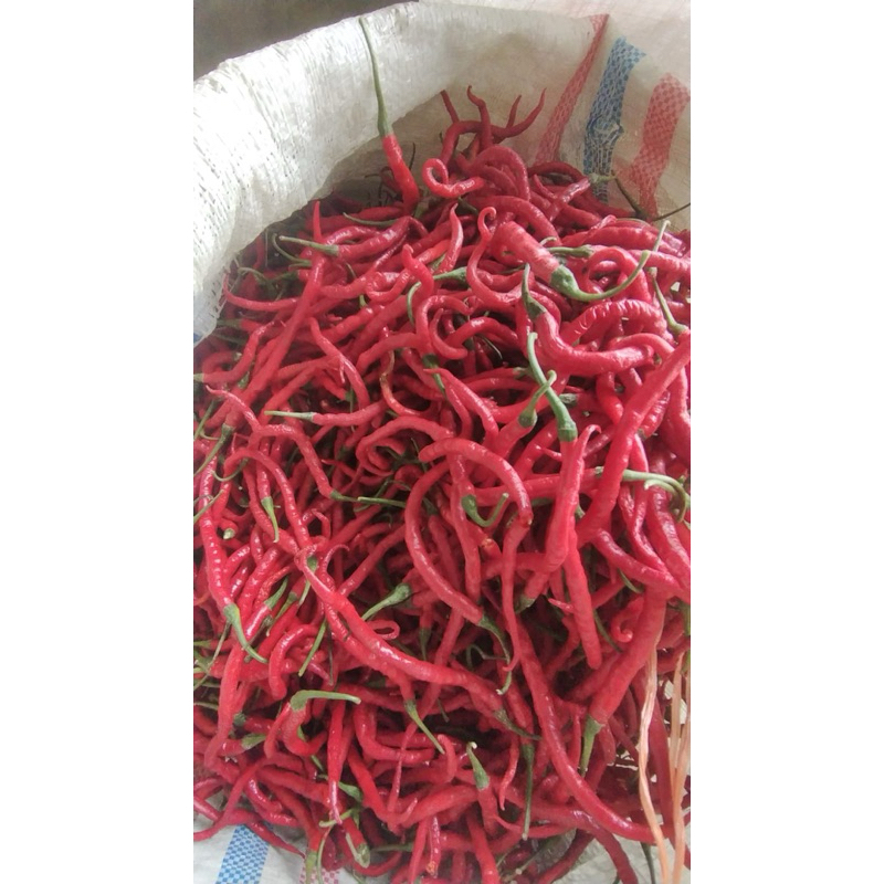 

Cabe Merah Kriting 500g