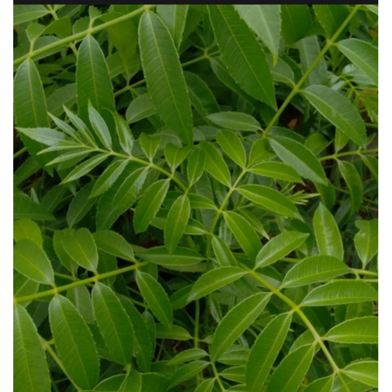 

Daun kedondong muda Rp500@