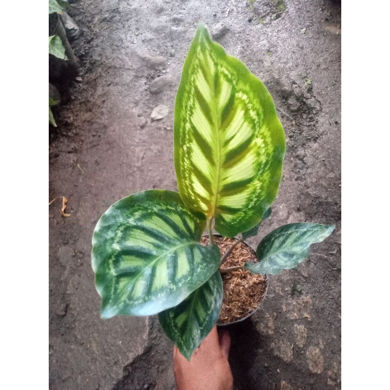 calathea libyana impor