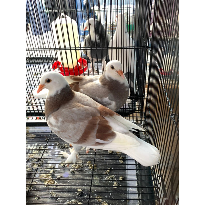 Burung Merpati Blantong Jembros Silver Grade A Merpati Tinggian Kolong