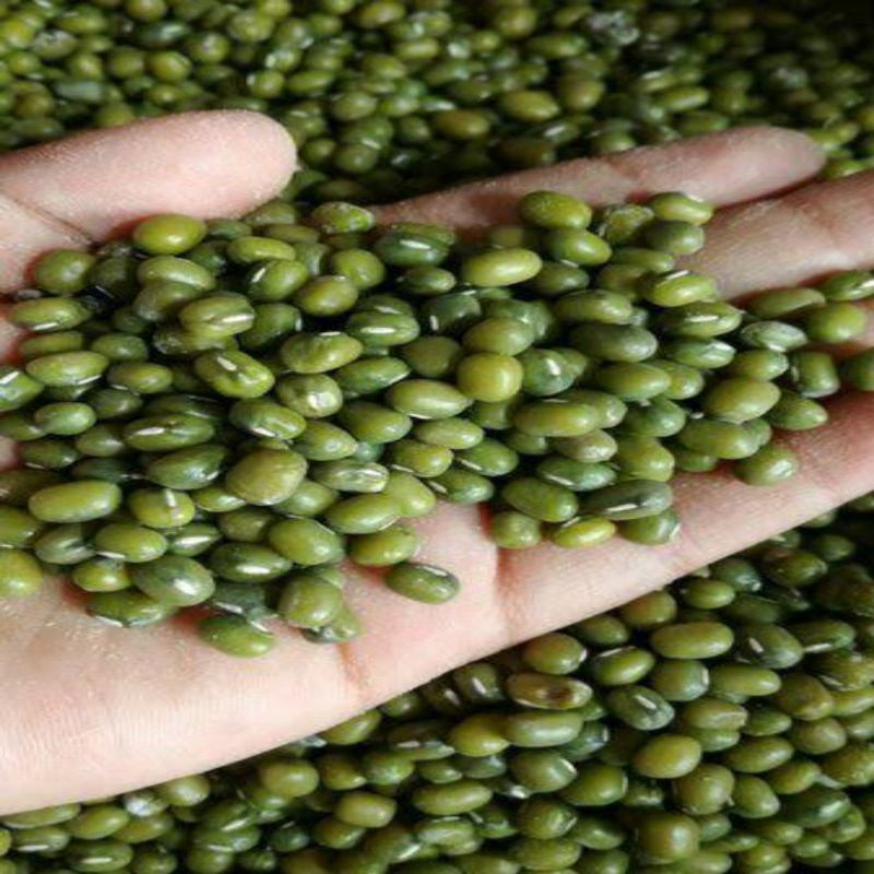 

Kacang Hijau 1 Kg~Kacang ijo import australi(kacang hijau mungbean)