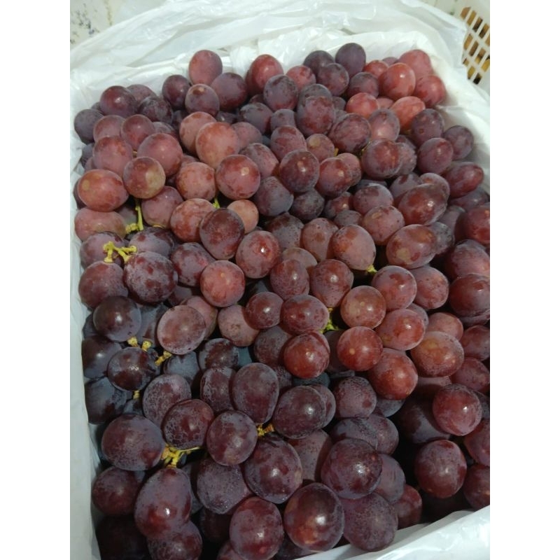 

FreshBox Buah Anggur Red Globe Australia Manis 1 box