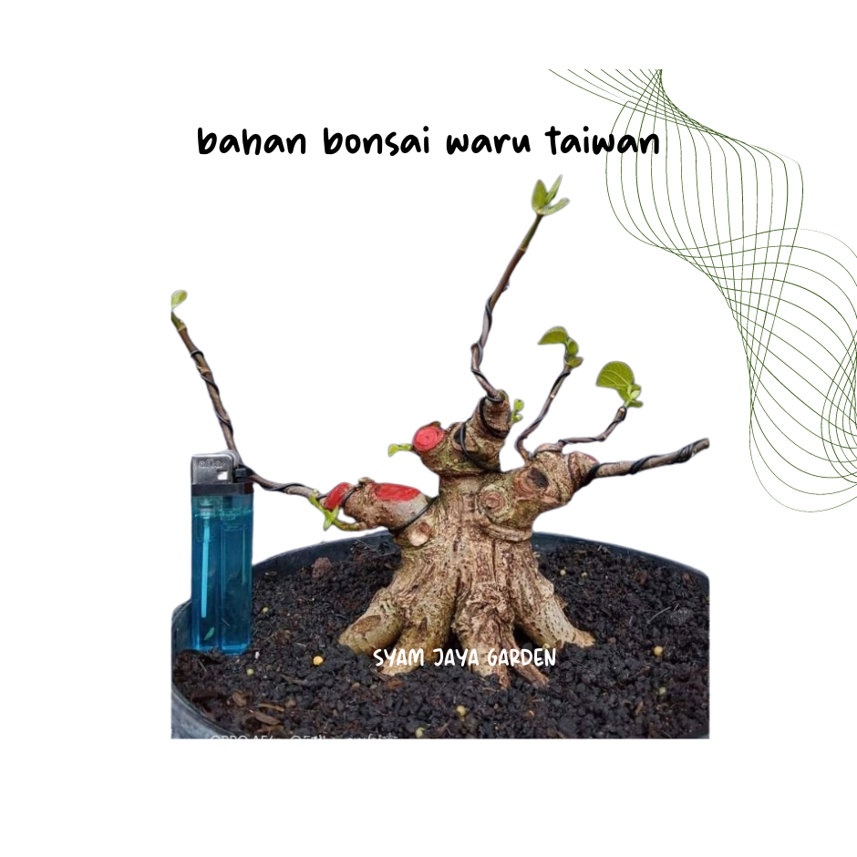 bahan bonsai waru taiwan prokar