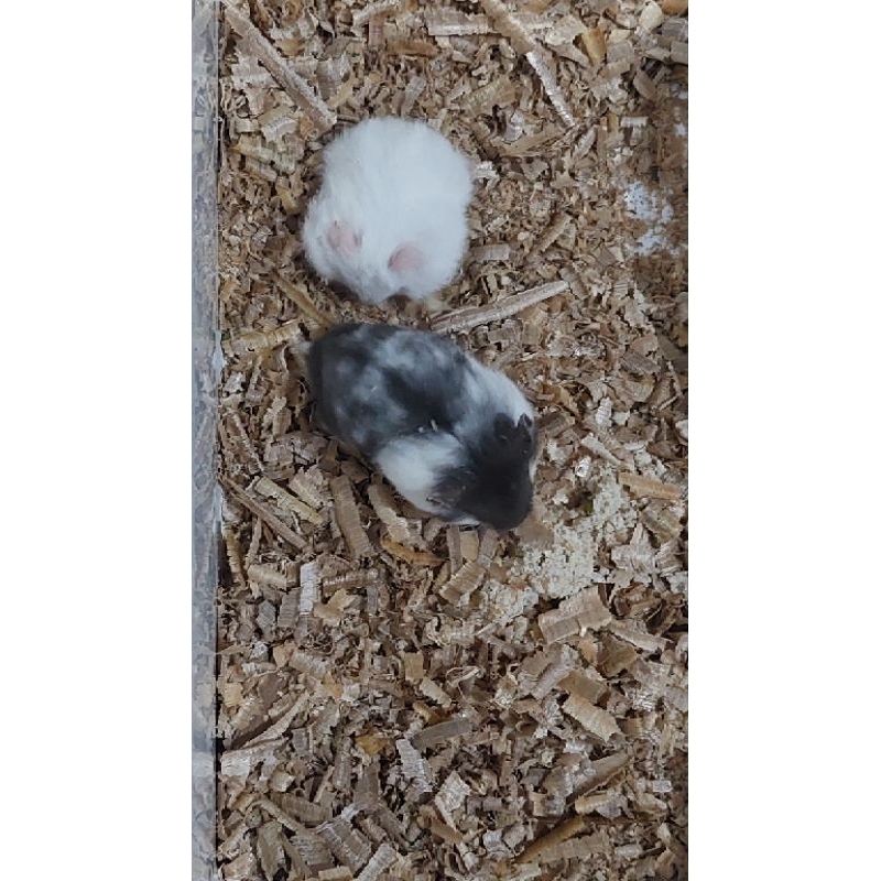 INDUKAN HAMSTER CAMPBELL & WINTER ( CHAT ADMIN UNTUK TANYA STOK )