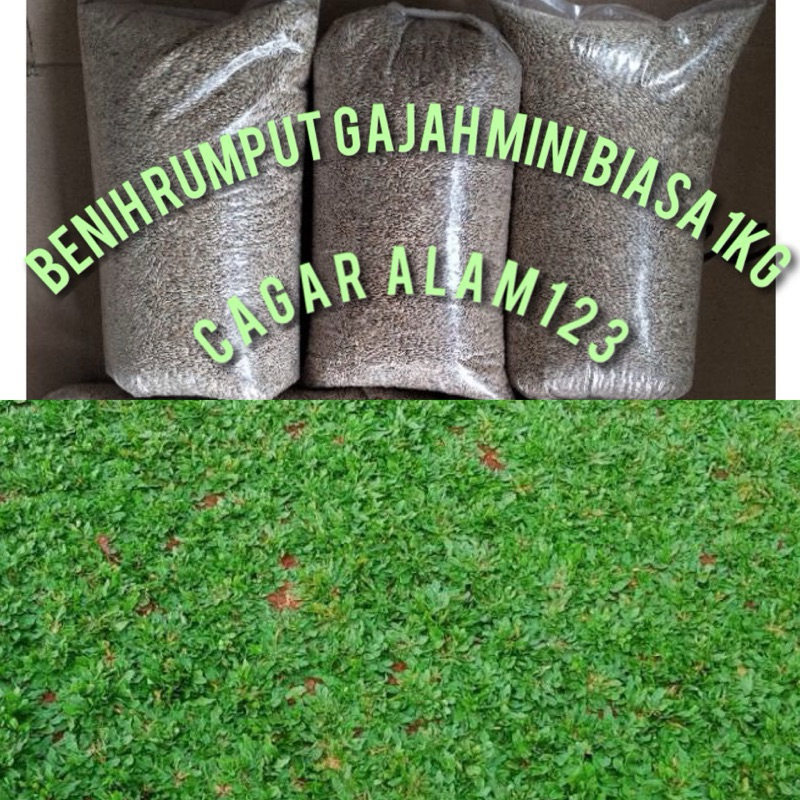 Benih Rumput Gajah Mini 1Kg - Bibit Rumput Gajah Mini Termurah