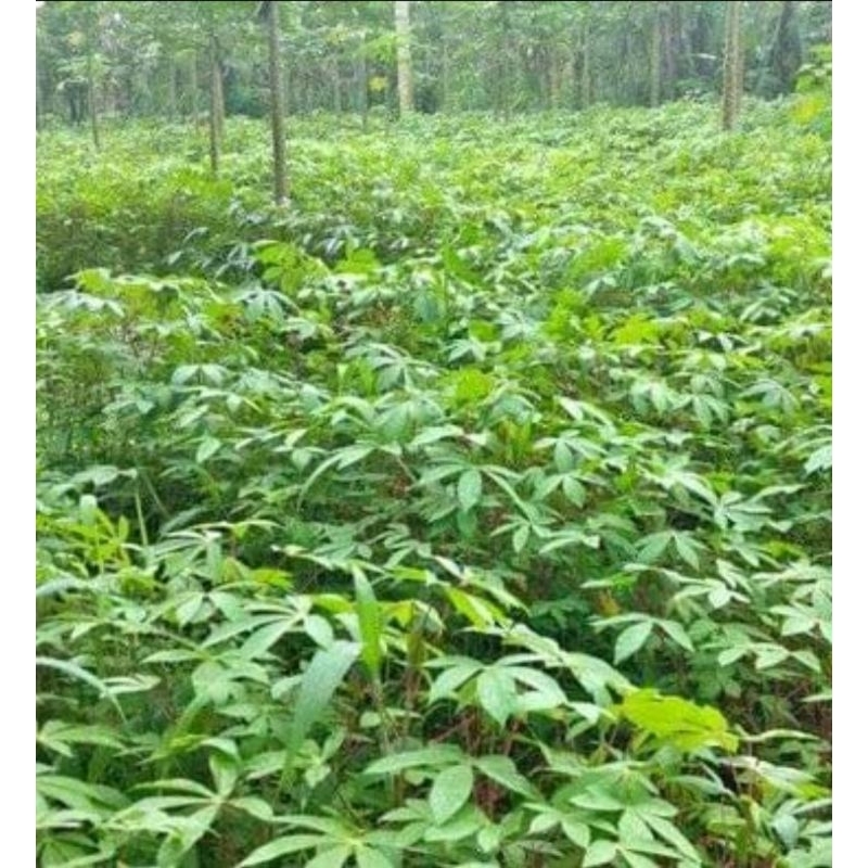 

daun singkong segar baru petik 500gr