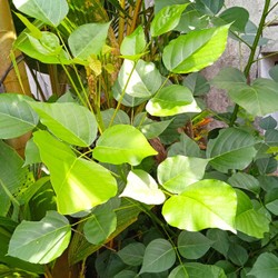 

daun dadap segar baru dipetik