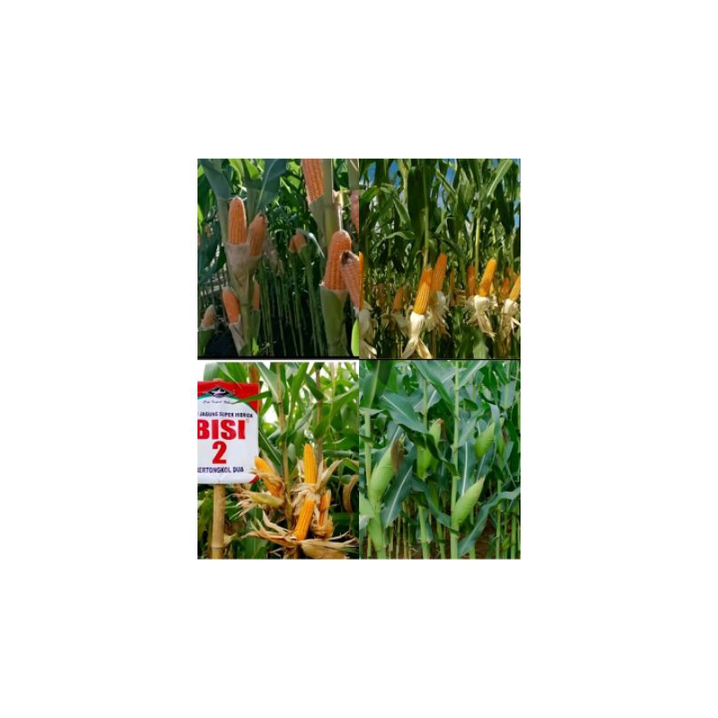 BIJI BENIH JAGUNG 2 TONGKOL BISI /REPACK (ISI 60 BUTIR)