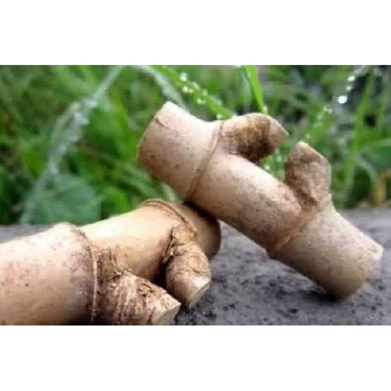 BAMBU PETUK/PRING PETUK