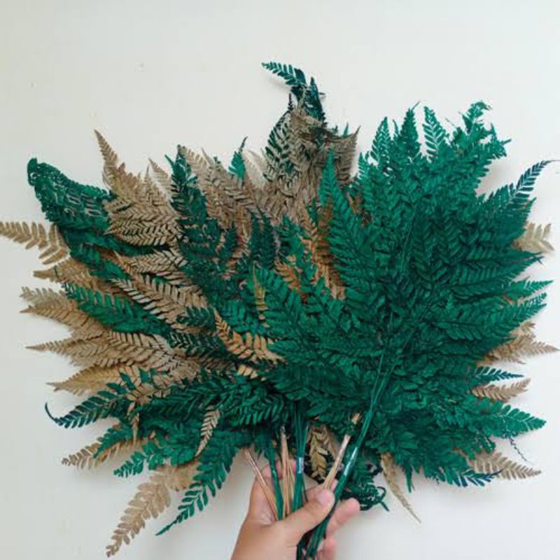 DAUN PAKIS KERING/DAUN PAKIS NATURAL/DAUN PAKIS HIJAU/DAUN PAKIS BUKET/HIASAN BUKER/BUNGA DRIED FLOW
