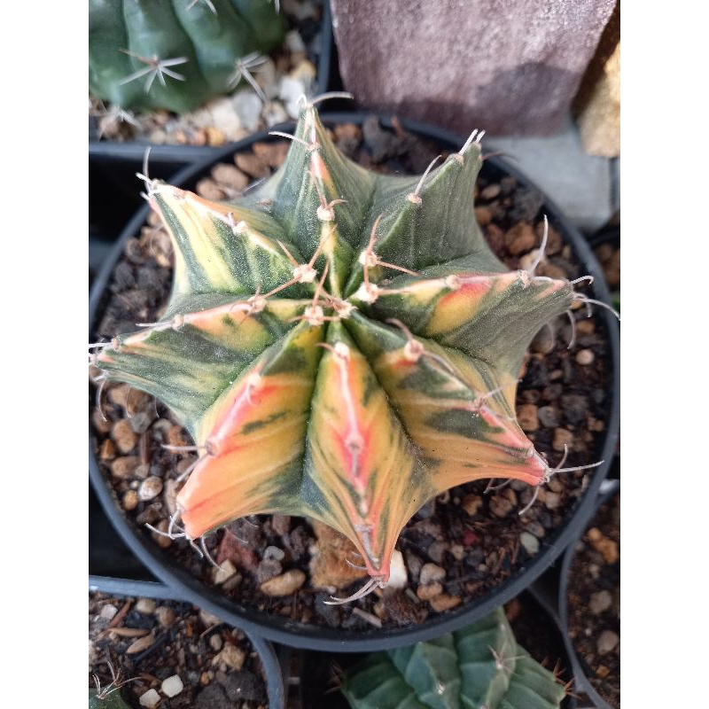 Gymno miha  varigata jumbo, besar