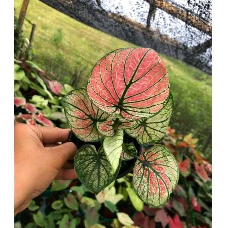 Tanaman Hias Caladium Hybrid-Keladi Hybrid Thailand Series