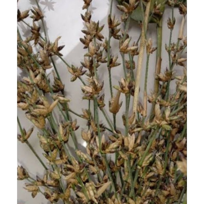 Jual bunga bambu atau kembang pring original isi 30 batang perikat